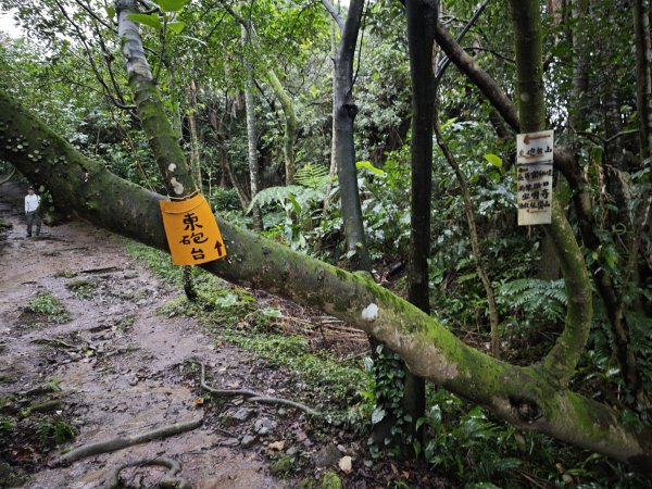 2026_0131 獅球嶺中央砲台2997615