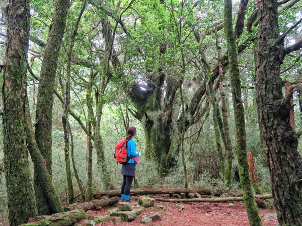 大雪山林道 鞍馬山 小神木1715810