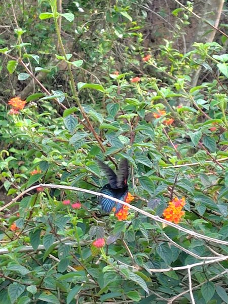 霧里乙部落-舊內文社-霧里乙山東北峰-霧里乙山-霧里乙南山-獅子頭山2766057
