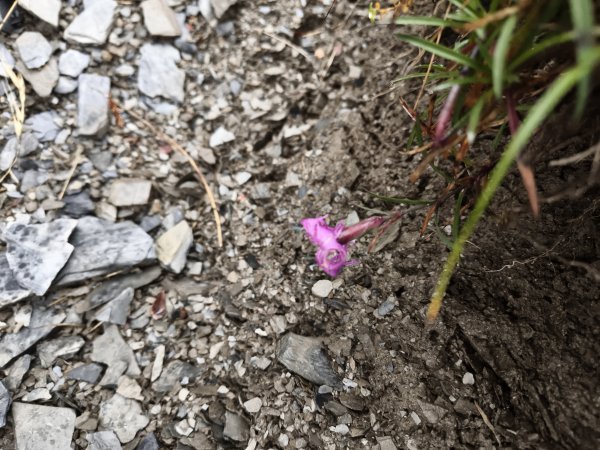 北一段(14/14)高山植物 2025_0906~132887652