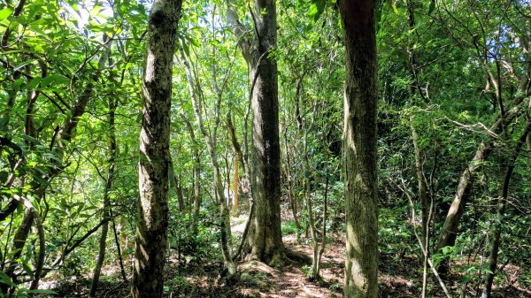 梅竹蹊山,麻竹坑山,苕谷瀑布,蝙蝠山2883309