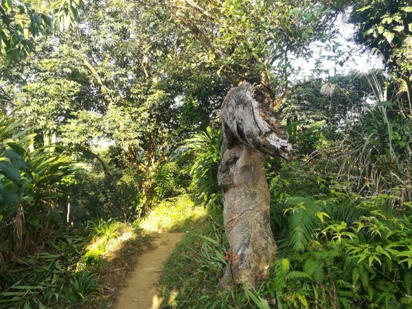 土城清水大尖山/朱財華紀念步道834002