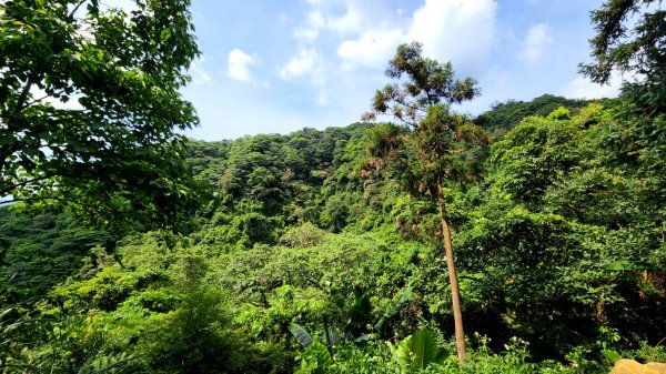 桃園金面山，金山面山，五酒桶山，南崁山，山鼻山，營盤坑古道，乳姑山，平遍山，赤柯山縱走東獅頭山1787167