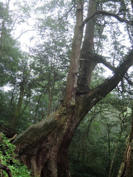 仙靈系~山不在高有仙則名。新竹苗栗中級山647081