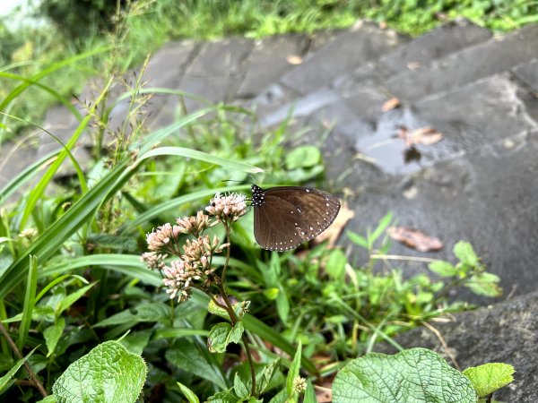 【臺北大縱走第三段】小油坑→風櫃口 之 天雨路滑小孩還特別多2178611