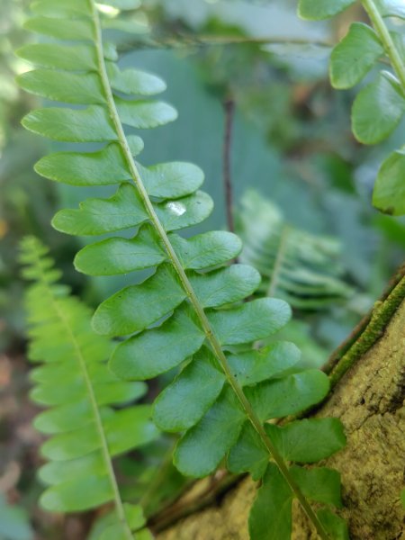 唐麻丹山 蝴蝶谷2918846