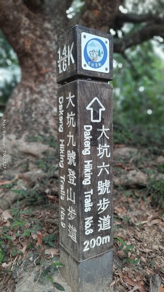 《台中》樹中有樹｜大坑步道6上7下O繞202502082708626