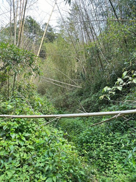 奮太、奮瑞古道上雲戴山續走幼葉林山2493005