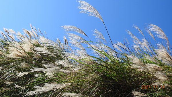 秋高氣爽芒花季再度陽明山天際線-七星山主東峰+大屯山主南西峰向天面天山O型+小觀音山主西南峰共10峰1511055
