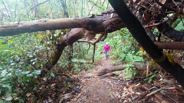 台北狗殷勤古道上平菁42巷下溪山古道賞櫻行2704893