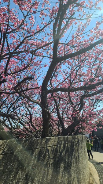 2025-0130溪和宮-大崎頭步道-鵝尾山-平溪步道-鵝尾山水田-42巷-溪山百年古圳-平菁步道2701839