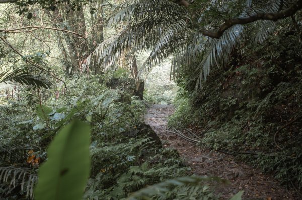 馬胎古道 （馬胎一期、南坪古道、內灣老街）3073779