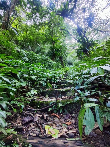 三峽白雞三山2963352