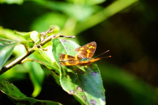 埔里彩蝶瀑布之國姓鄉眉冷山及糯米橋1466179