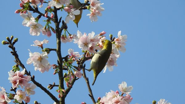 #綠繡眼 訪花 #吉野櫻 #天元宮 #楓樹湖 03162736673