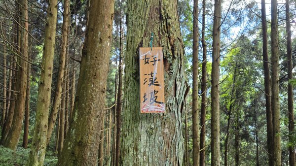 民都有山，夏日首選，好涼爽的中級山，新竹熱門登山景點，時而陽光穿林，時而濃霧彌漫，非常迷人。2827258