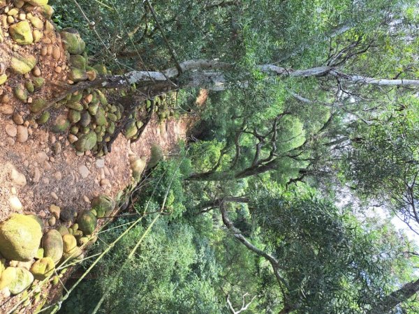 苗栗火炎山，南鞍古道O走3118397