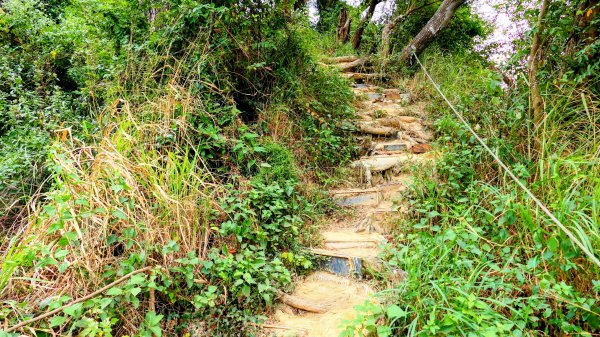 大社觀音山2954788