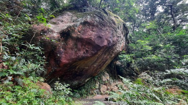 《新竹》斷崖神木｜北得拉曼步道小P繞202510172917542