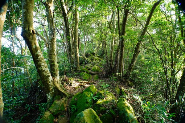 桃園 大溪 白石山、石厝坑山、石龜坑山3113821