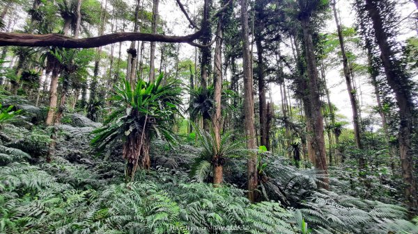 《南投》竹林茶園｜鳳凰谷步道環鳳凰山寺O繞202506222817518