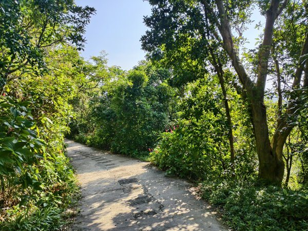 [百山百鳥尋旅-14/15] 2025_0929 劍潭山親山步道2900905