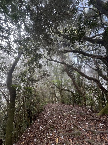 ~  塔  曼  山  ~2782784