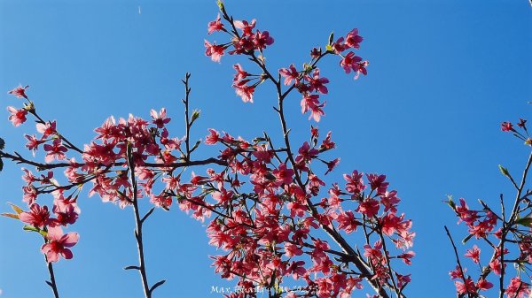 《彰化》桃李櫻美｜花壇虎山巖步道x大嶺巷富士櫻202503012723666