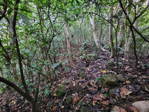 20241215富浪波山鹹菜棚街與打牛崎步道2691605