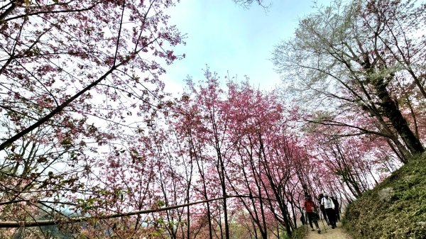 司馬庫斯巨木步道Yaya,櫻花園賞櫻2440663