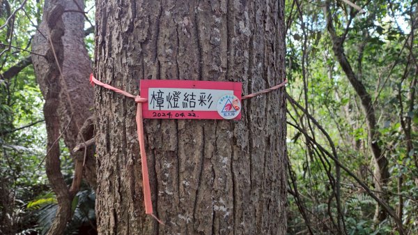 20251222竹東三山步道O型連走(樹杞林山、新具庄山、員崠子山)2975765