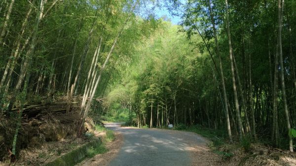 後棟仔山+挑筍古道+大尖山345558