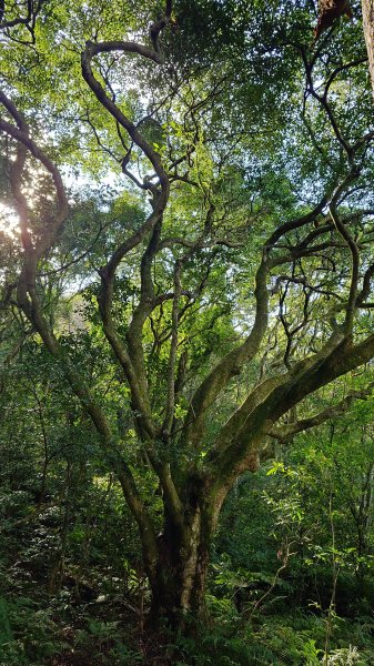 20260125 陽明山前後山健行(無極天元宮~山仔頂步道.向天池.向天山.面天山.二子坪)2997972
