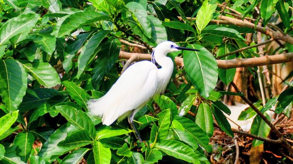 大安公園,台大校園3012110