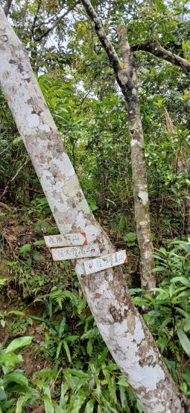 2025 4/5 加奈美山2754456