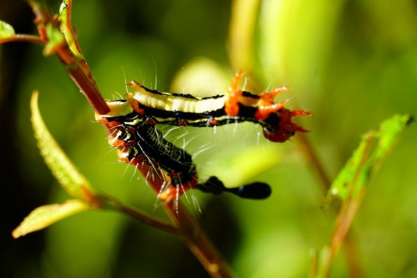 埔里彩蝶瀑布之國姓鄉眉冷山及糯米橋1466158