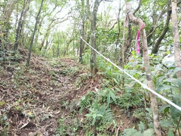 雙溪區打鐵寮山-鶯子嶺-坪溪山-烏山63號-烏山越嶺古道(坪溪山北峰)P字走3023732