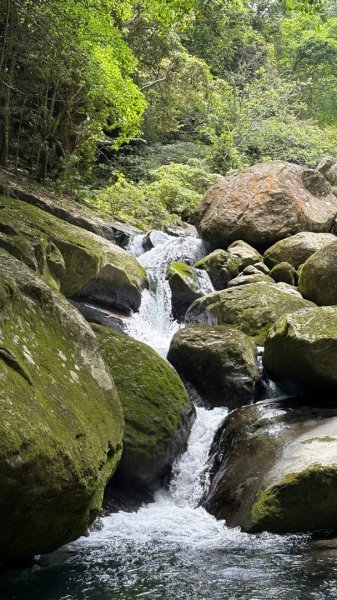 戲水（鴛鴦2786686