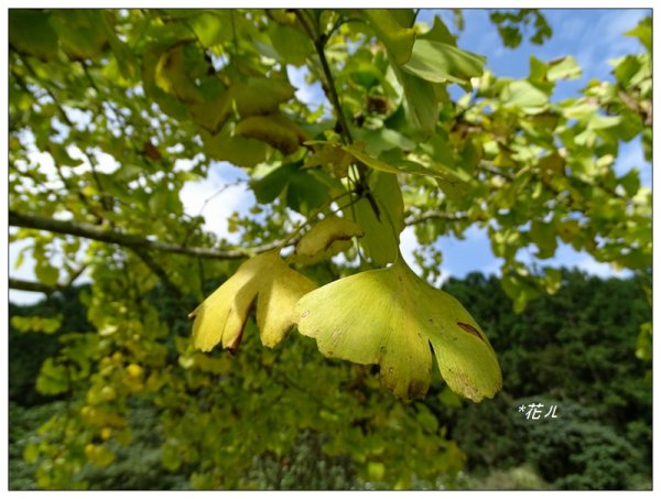 溪頭/山芙蓉之旅712616