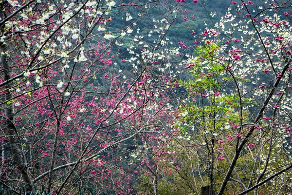 哈盆古道-植物生態紀錄攝影團810156
