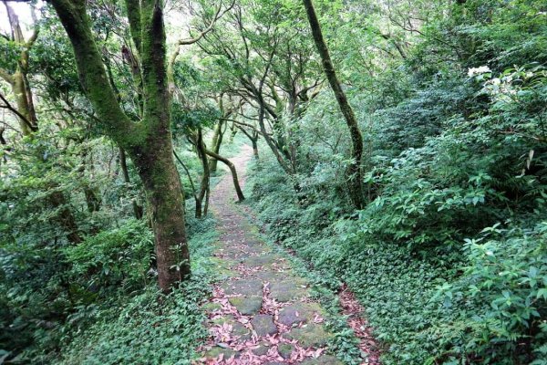 陽明山  菜公坑山 反經石   水車寮步道。林木蓊鬱  豐富的蕨類植披，絕佳避暑古道2174025