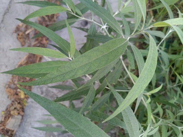 盆貿里山三盆連走2749518