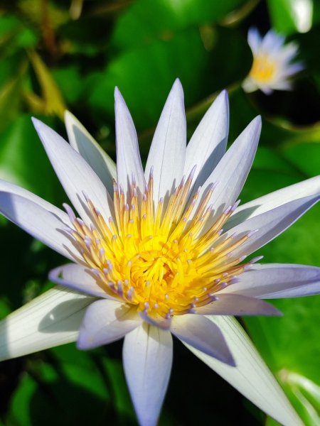 後花園散散步2855162