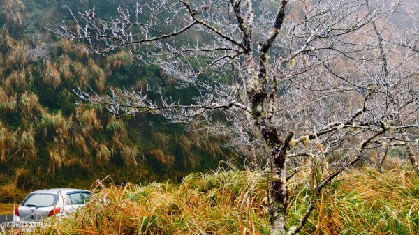 #太平山 #望洋山 #霧淞 1/222986038