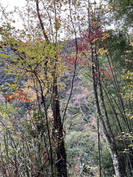 霞喀羅古道- 賞楓勝地(養老段)1555313