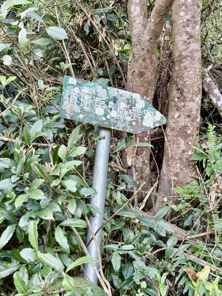 完登新南橫三星-馬馬宇頓山   2026.3.273027519