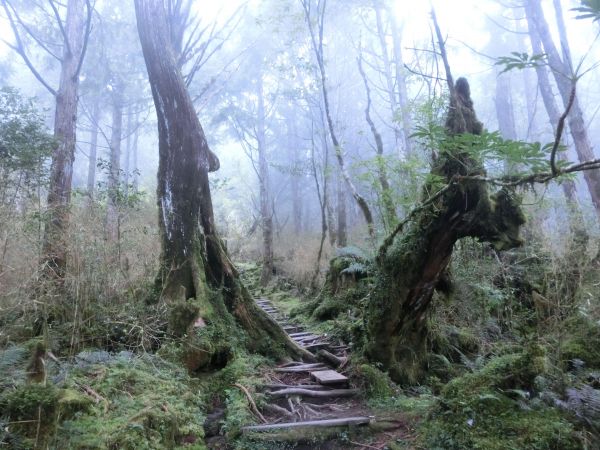 檜木原始林．鐵杉林自然步道封面