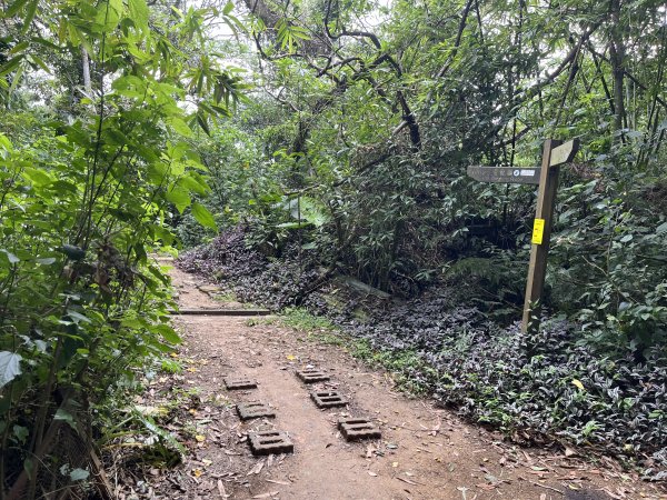 [微笑山線_第一段] 2025_0720 大棟山系_青龍嶺2843484