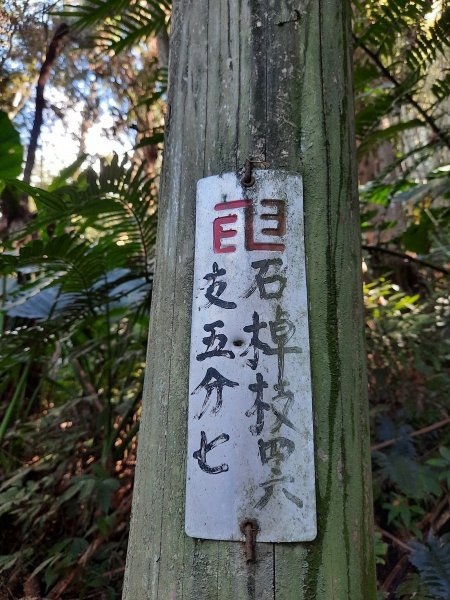 《嘉義》靜謐森林｜迷糊步道+福山古道202101231245405