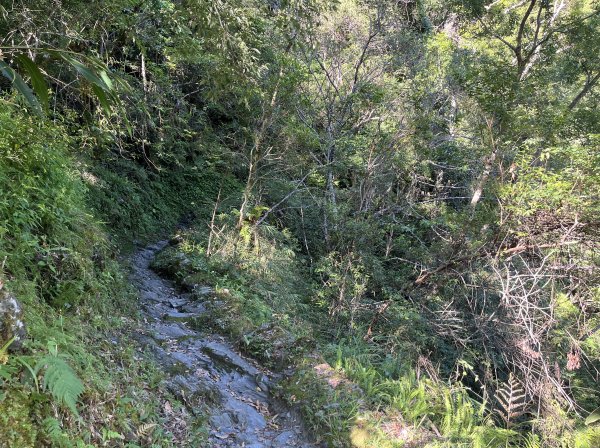 [玉山尋寶任務-03/12] 2025_0810 瓦拉米步道2857490